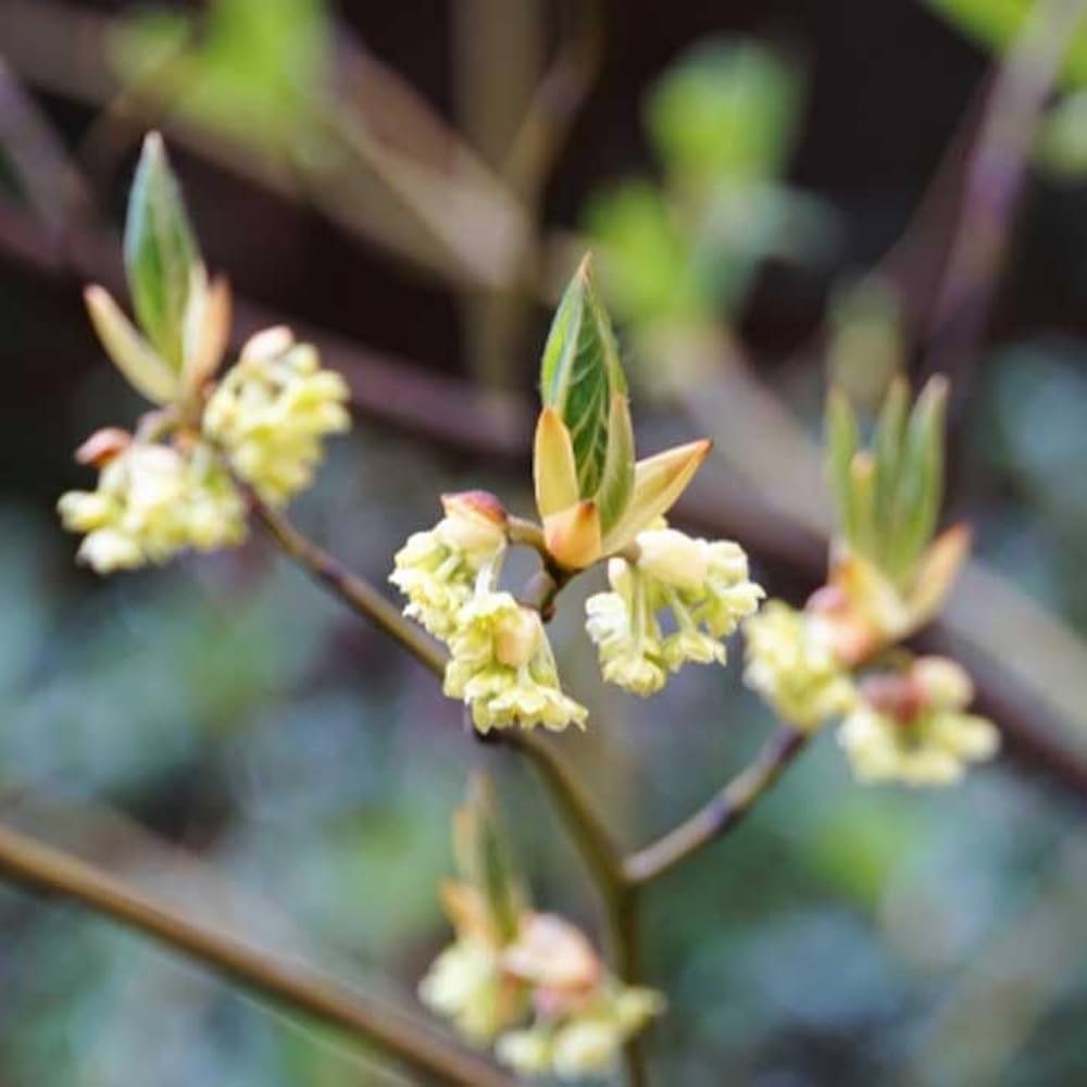 希少な落葉樹 良品の アオモジ 437 樹高2.1m位 青文字 高級楊枝 Amazon.co.jp: クロモジ (黒文字) 10.5cmポット 高級爪楊枝 落葉