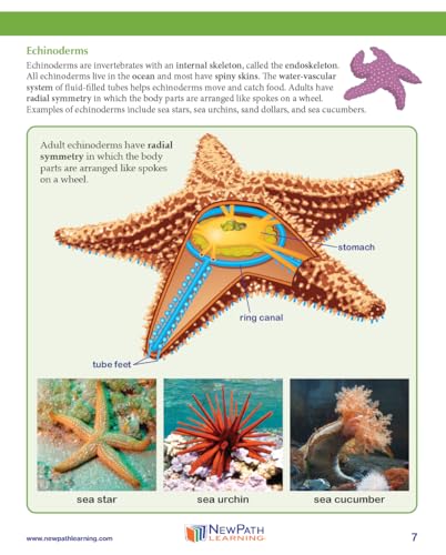 Image of NewPath Starfish Dissection 3-D Paper Model Making Kit - Individual Student Edition (17-7746)