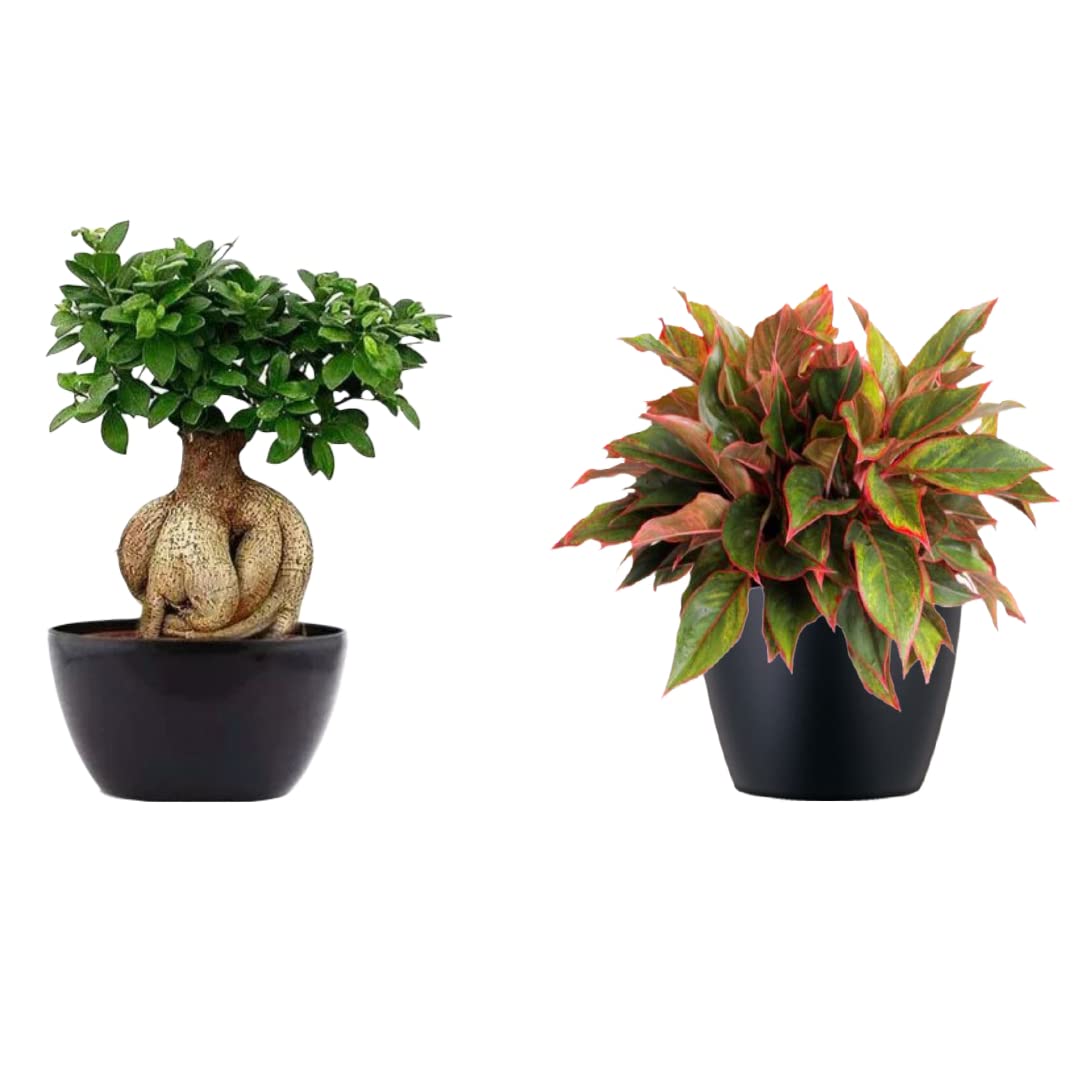 Garden Art Combo of 2 Indoor Live Plants for Home Decor with Growers Pot | Ficus and Aglaonema Red Lipstick (B09Y18GHDT) Amazon Price History, Amazon Price Tracker