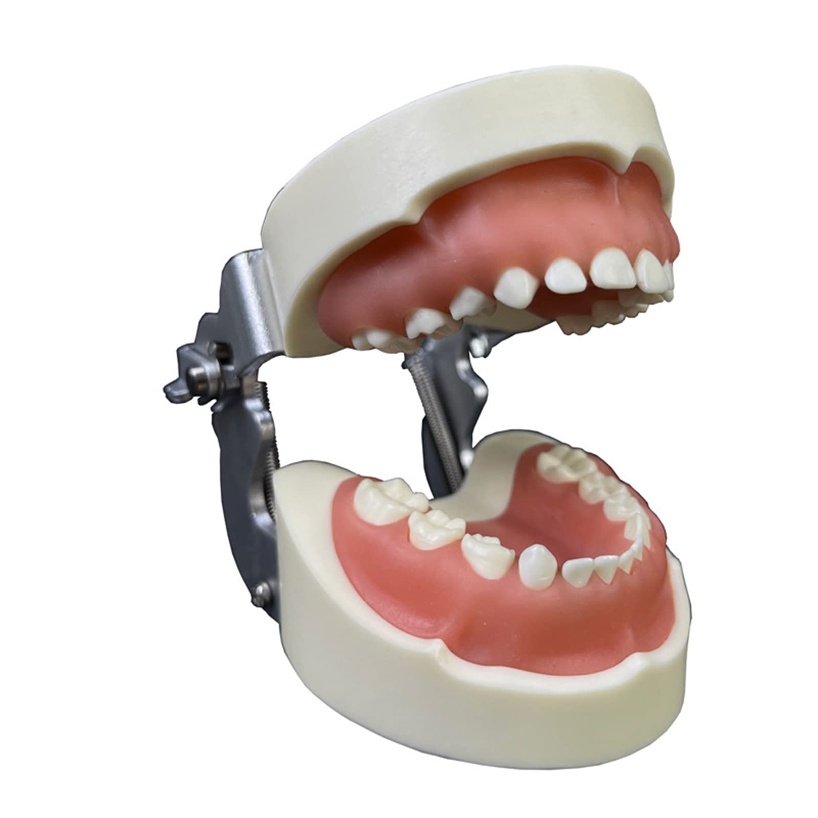 Demonstration Teeth Model Kids Study Teaching with All Removable Teeth Bendable Teeth Typodonts