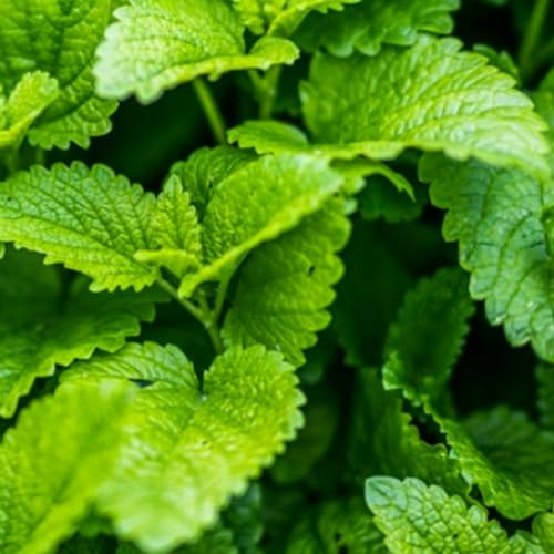 Lemon Balm Seeds - 400 Fresh Lemon Balm Herb Seeds