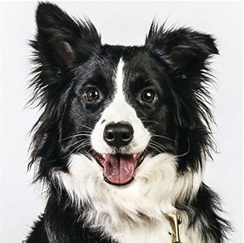 Broderie diamant border collie pour une décoration murale fait main au salon