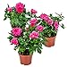 Bloomique - 3er-Set - Topfrosen Rosa - Für drinnen und draußen geeignet - Zimmerpflanzen - Gartenpflanzen - Terrassenpflanzen - Winterhart - 20-30 cm Hoch - Topf 12 cm