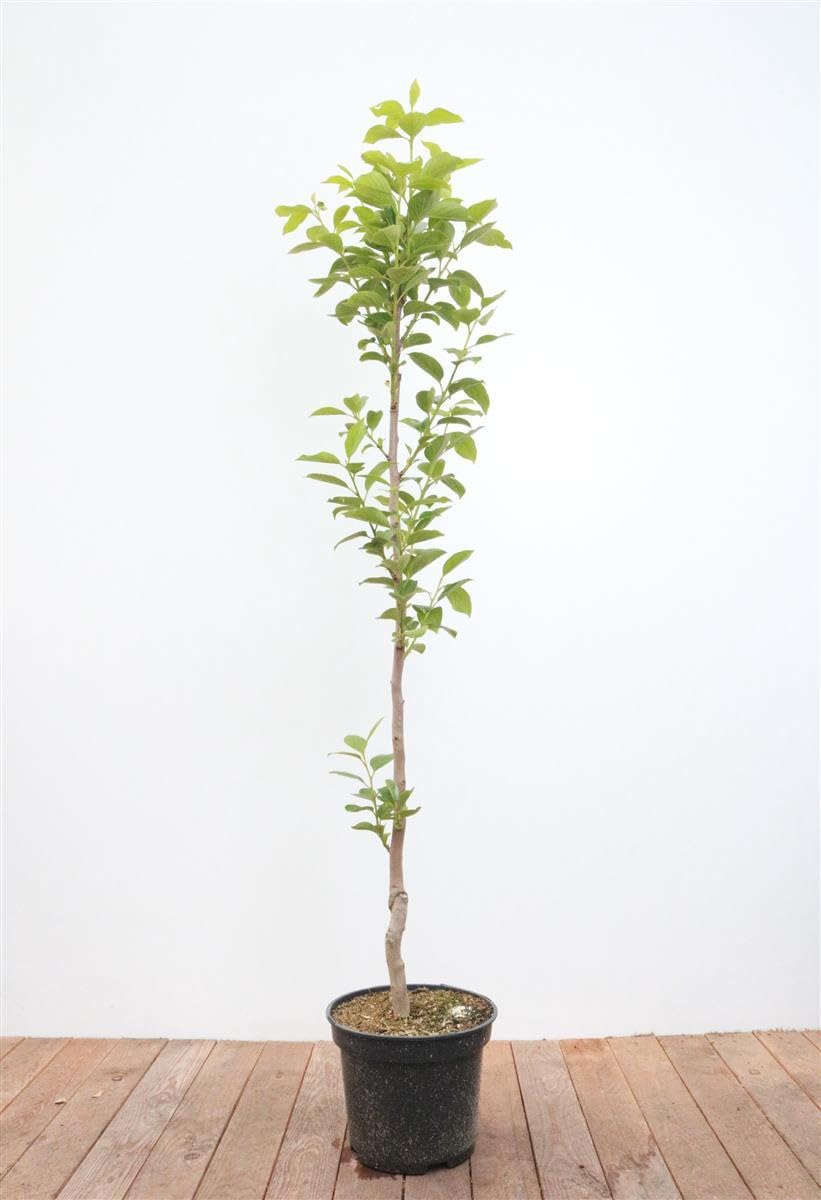 Diospyros kaki 'Vaniglia' 125–150 cm – Mehrjährig, Pflegeleicht – Kaki Kakipflaume – Obstbaum für Garten & Kübel
