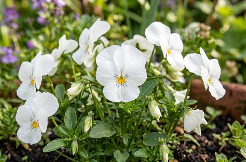 Pansy Viola Swiss Giant Seeds for Planting, Choose Your Color,