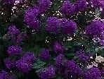 35+ Crape Myrtle Purple Seeds/Perennial Tree