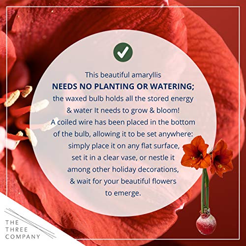 image for The Three Company Waxed Amaryllis Bulb – Red Wax with Red Blooms –