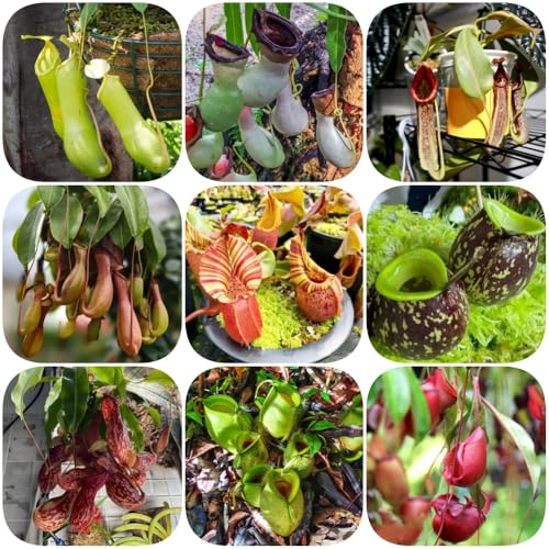 Semi di carnivora, Nepenthes mirabilis, verdi da giardino roccioso resistenti vecchie varietà resistenti per il giardino regali per gli amanti del serre da 500pcs