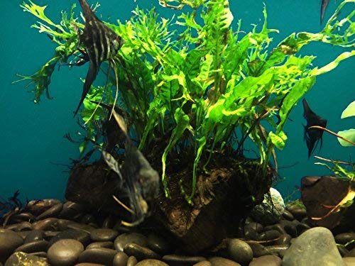 Windelov Fern Java Fern Windelov Live Aquarium Plant - Microsorum ...