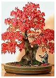 bonsai carbonero rojo Mapa de cuatro colores semilla en formato tarjeta postal con ilustración en color