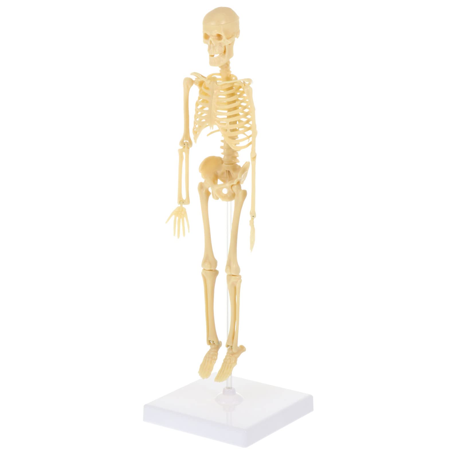Mikikit Skeletal System Model Manikin Skeleton: Human Skeleton Model Educational Skeleton Model Toys Simulation Mannequin Scientific Anatomy Human Body Model Toy Movable Skeleton Model