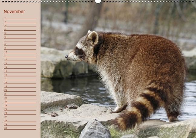 Waschbären / Geburtstagskalender (Wandkalender immerwährend DIN A2 quer): Der waschbärige immerwährende Geburtstagskalender (Monatskalender, 14 ... + Martina Berg, Pferdografen.de