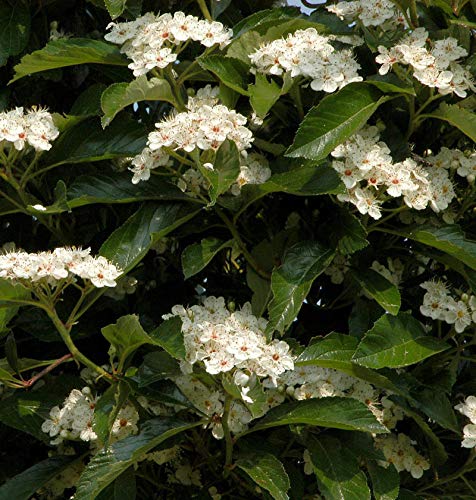 Apfeldorn 125-150cm - Crataegus lavallei - lebende Gartenpflanze aus den Baumschulen