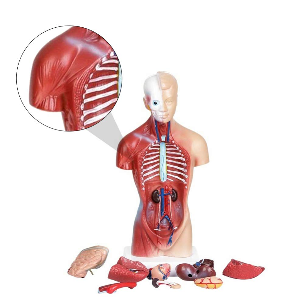 Houten lichaamsdelen puzzel,Menselijk lichaam houten puzzel,Anatomie leren puzzel skelet speelgoed - Leren anatomie puzzel skelet speelgoed, menselijk lichaam model puzzel om lichaamsdelen te