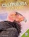 California Condor (Back from Near Extinction)