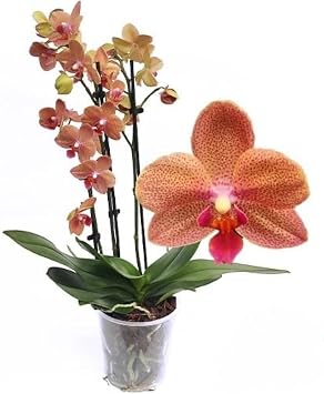 Live Orchid Phalaenopsis Orchid Orange Sunset Love housePlant 2 Spikes in12cm Pot