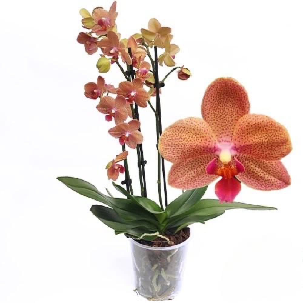 Live Orchid Phalaenopsis Orchid Orange Sunset Love housePlant 2 Spikes in12cm Pot
