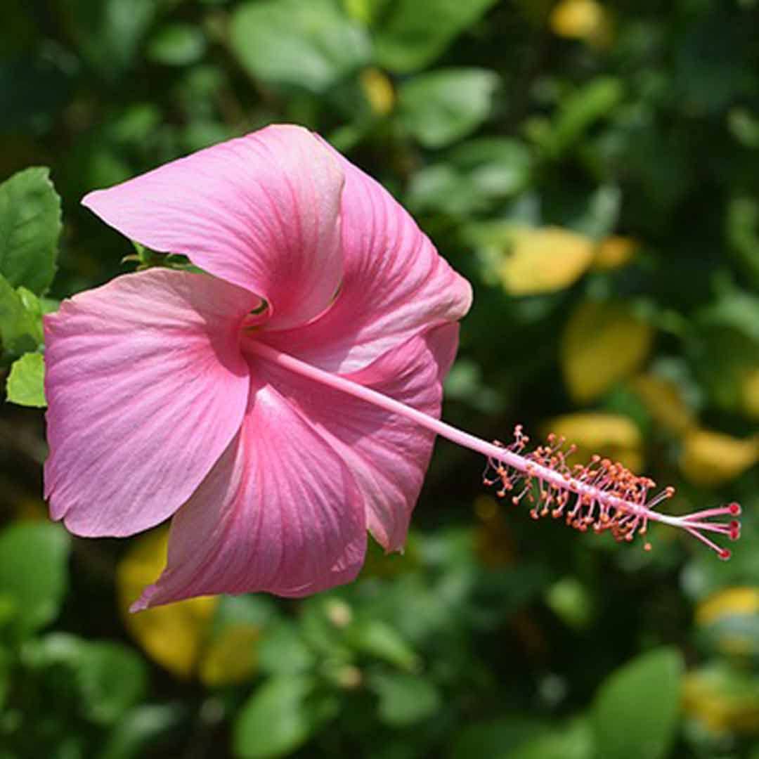 Pink Hibiscus Live Plant (B0C9CTP5BH) Amazon Price History, Amazon Price Tracker