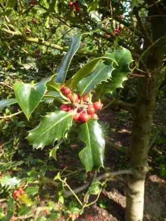 TROPICA - Stechpalme (Ilex aquifolium) - 30 Samen : Amazon.de: Garten