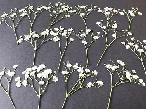 50 flores secas prensadas de bebé blanco para manualidades miniatura 2