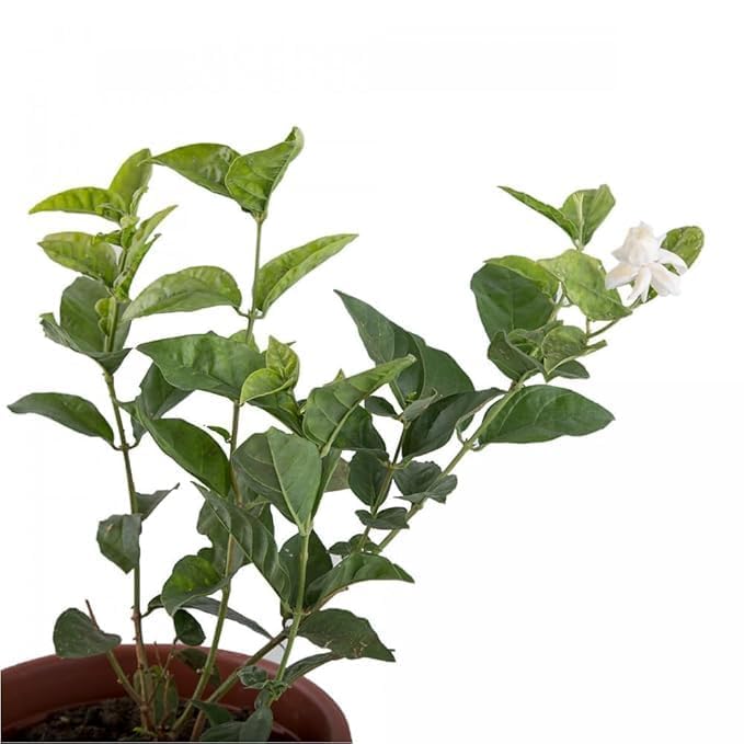 Image of Live Mogra Plant with Pot | Arabian Jasmine Flower Plant | Live Mogra Plant with Sweet Scented White Flowers | Fragrant Indoor Outdoor Flowering Plant for Home Garden Balcony Terrace Decor | Pack of 1