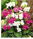 BALDUR Garten Incarvillea' Blüten-Mix Freilandgloxinie, 3 Pflanzen, winterharte Staude, mehrjährig, pflegeleicht, für Standort im Schatten geeignet, blühend, Incarvillea delavayi