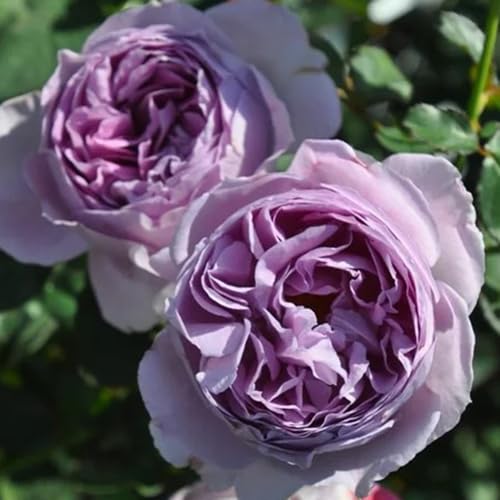 semillas de rosal, rosal trepador raras, decoración de sala de estar, decorativas, cortadas jardín, resistentes 15pcs