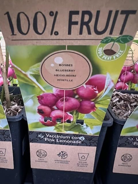 1 Pianta di mirtillo rosa su vaso cm 19 MODIPITRE