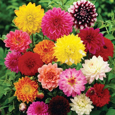 Creative Farmer Flower Seeds : Dhalia Yellow Rose And White Mix Seeds Growing Garden [Home Garden Seeds Eco Pack] Plant Seeds (B078RGPHL9) Amazon Price History, Amazon Price Tracker
