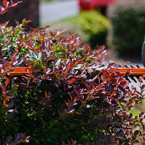 Scotts Outdoor Power Tools Ht10020S 20-Inch 3.2-Amp Corded Electric Hedge Trimmer, Grey #TOP4