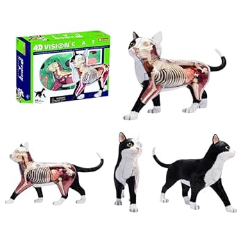 Amazon.co.jp: 28個動物の臓器モデル 猫の骨格解剖モデル 4D