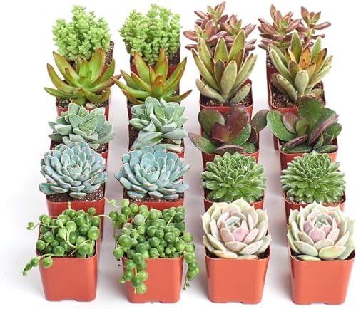 Shop Succulents Unique Succulent Plant Pack Bulk Collection - Live Mini Succulent Plants, Low Maintenance, Exceptional Colors & Textures - Wedding and Party Favors, Gift & Garden, Pack of 20