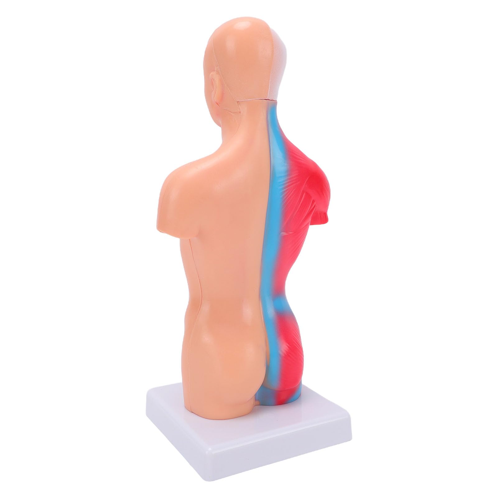 Generic Modelo Interactivo de órgano del Cuerpo Humano con Colores Vibrantes, Juguete Atractivo para Estudiantes de Secundaria y Primaria, Material de PVC