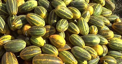 Creative Farmer Vegetable Seeds Kani Vellari Seeds - Yellow Cucumber Seeds Non-Gmo Garden Vegetable Seeds Home Garden Seeds (B07N48GJG2) Amazon Price History, Amazon Price Tracker