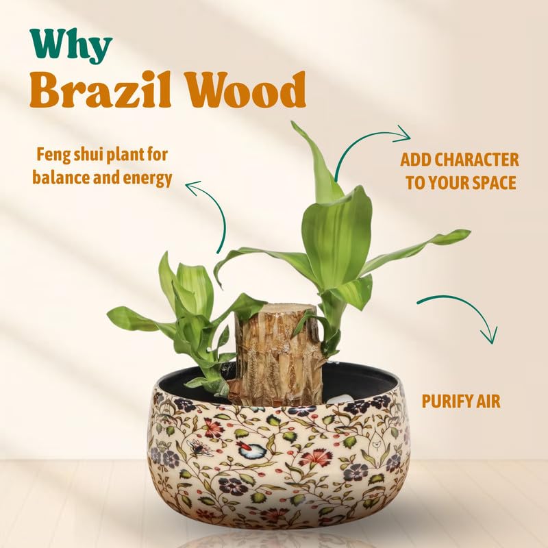 Image of Amulya FARMS Lucky Bamboo Brazil Wood Plant With Premium Floral Metal Pot - Live Indoor Plant for Home, Living Room, Office Decoration | Feng Shui Good Luck Rare Live Plant