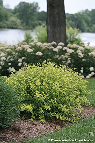 Sunshine Blue Ii Bluebeard (Caryopteris) Live Shrub, Blue Flowers And Bright Yellow Foliage, 4.5 In. Quart #TOP5