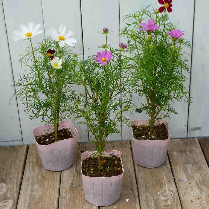 Amazon.co.jp: コスモス 苗 小株 3.5号 ピンク 赤 白 秋桜 花壇苗