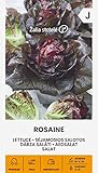 Zalia stotele | LECHUGA ROSINA de Semillas | Semillas de hortalizas | Semillas lechuga | Semillas de plantas | Semillas de jardín | 1 paquete