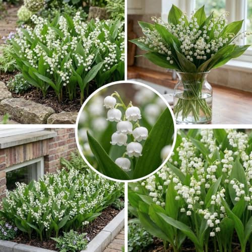 FLORIUM Weiße Convallaria Majalis Maiglöckchen Stauden (10 Wurzeln/Zwiebeln) Große Winterhart e mehrjährige Parfum Pflanzen aus Holland für Garten und Topf