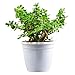 Jade Plant crassula ovata | Live Healthy Good Luck Plant For Vastu
