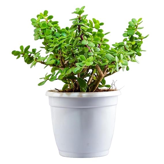 Jade Plant crassula ovata | Live Healthy Good Luck Plant For Vastu, Home & Office Desk For Indoor Gardening | (Pack Of 1) (Jade Plant)