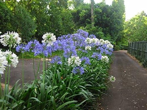 NEW! 25+ AGAPANTHUS WHITE & PURPLE MIX LILY OF THE NILE FLOWER SEEDS / PERENNIAL
