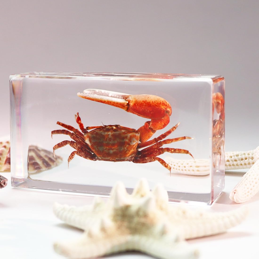 KSVMOAG Real Bugs Insect Resin Specimen, Real Scorpion Insect Artificial Amber,Perfect for Preschool, Classroom Science Taxidermy, and Home Displays (watermelon crab (genus Uca))