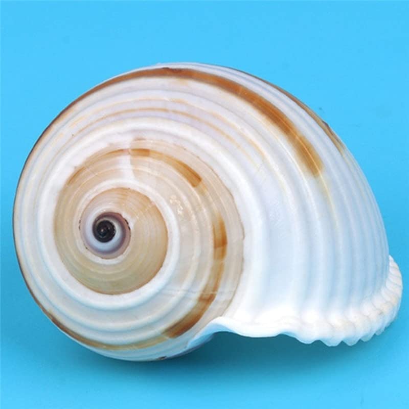 Coquillages de mer naturels et conque rayée pour décoration d'aquarium - 3