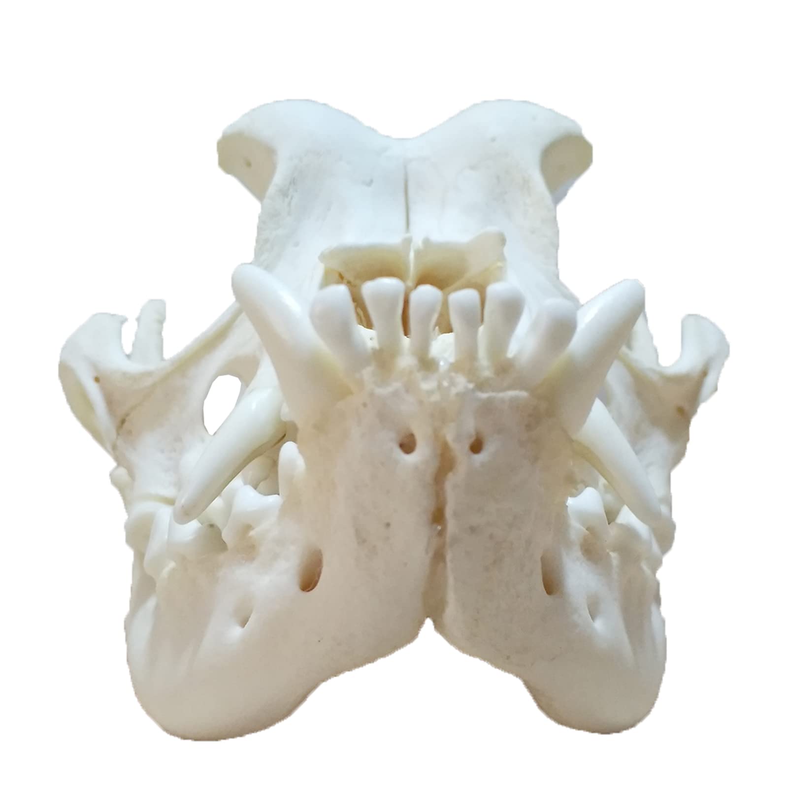 Amazon.co.jp: 本物の犬の標本ブルドッグの頭蓋骨モデル犬の頭蓋骨の 