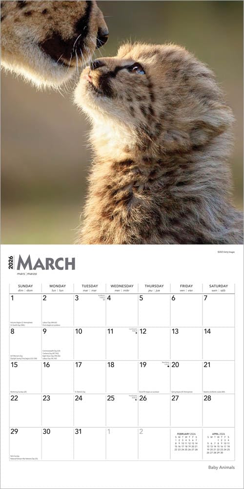 Baby Animals – Tierbabys – Tierkinder 2026 – 16-Monatskalender: Original BrownTrout-Kalender [Mehrsprachig] [Kalender]