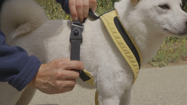 Good Bless　NAVY XLサイズ Amazon.com: Gooby Comfort X One Dog Harness - Head-in Dog Harness