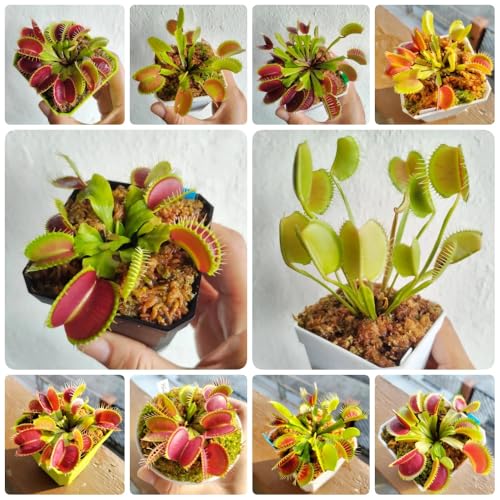 Semi di Venere acchiappamosche, da balcone resistenti Dionea muscipula, biologici semi esotici resistenti decorazione soggiorno 300pcs