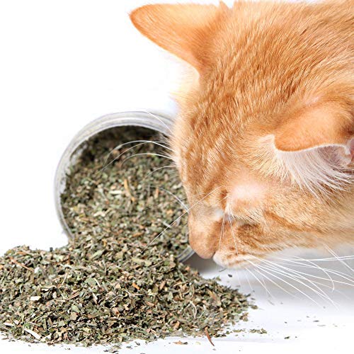 Sage Square Natural Organic Catnip Powder with Menthol Flavor to Relax and Train Your Cat/Kitten (20grm) (B08C5JV59V) Amazon Price History, Amazon Price Tracker