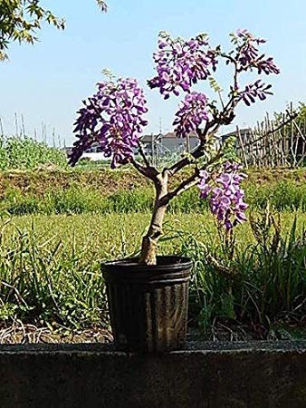 素人自宅苗　薄紫の藤の苗木　落葉樹の苗木 中型鉢　鉢ありません。 Amazon.co.jp: 紫花美短藤苗花植木苗 地植え苗 1本接ぎ木苗花木苗